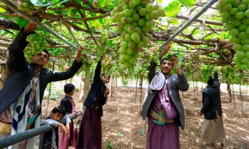 مفاجأة صحية من اليمن: فاكهة مغمورة وميسورة التكلفة تقضي على الإمساك في 5 دقائق وتحارب ارتفاع السكر بالدم وتحمي شبكية العين!